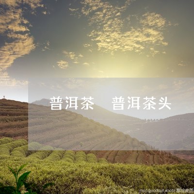 普洱茶 普洱茶头/2023041359492